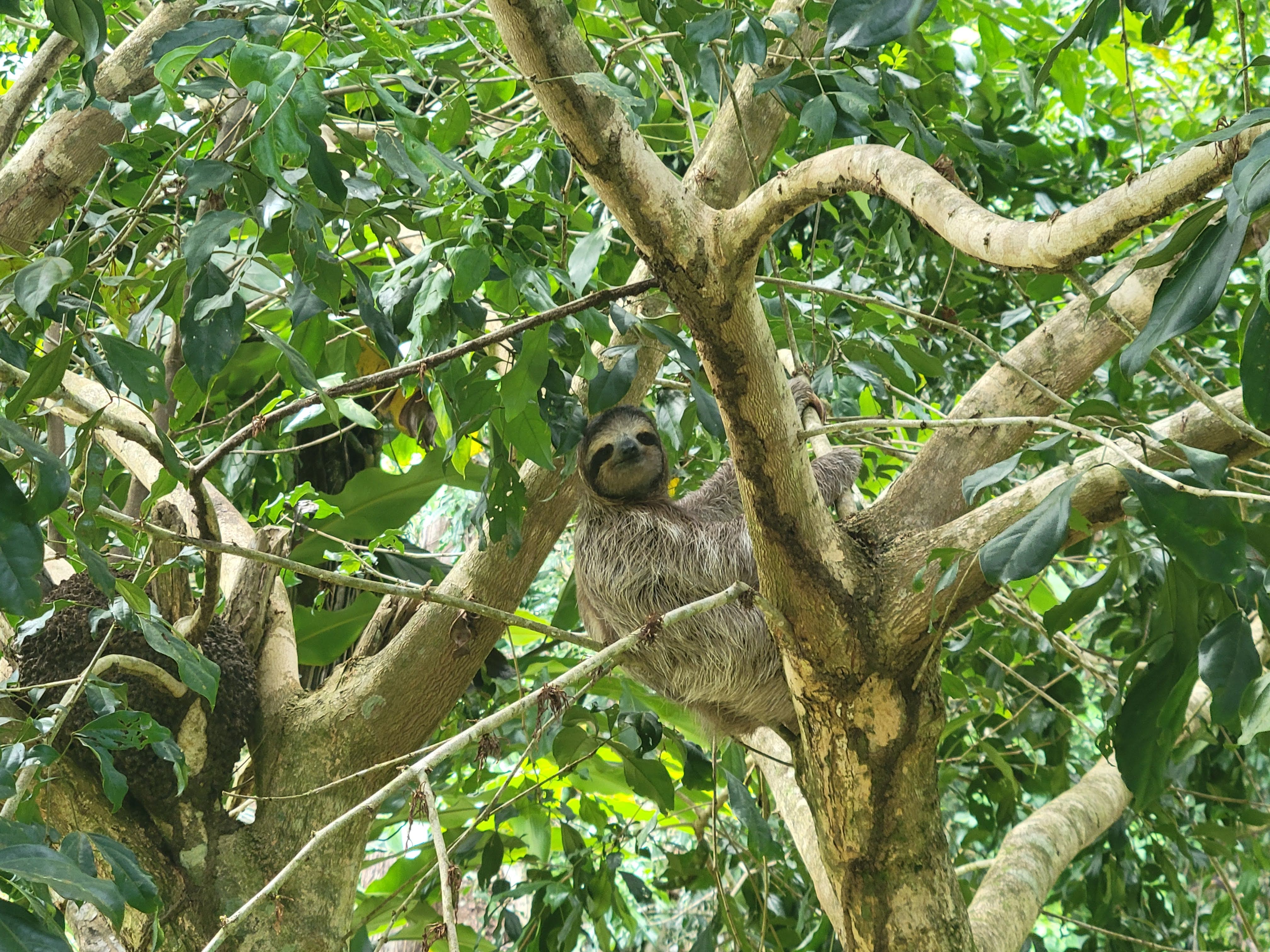 Baby Sloth