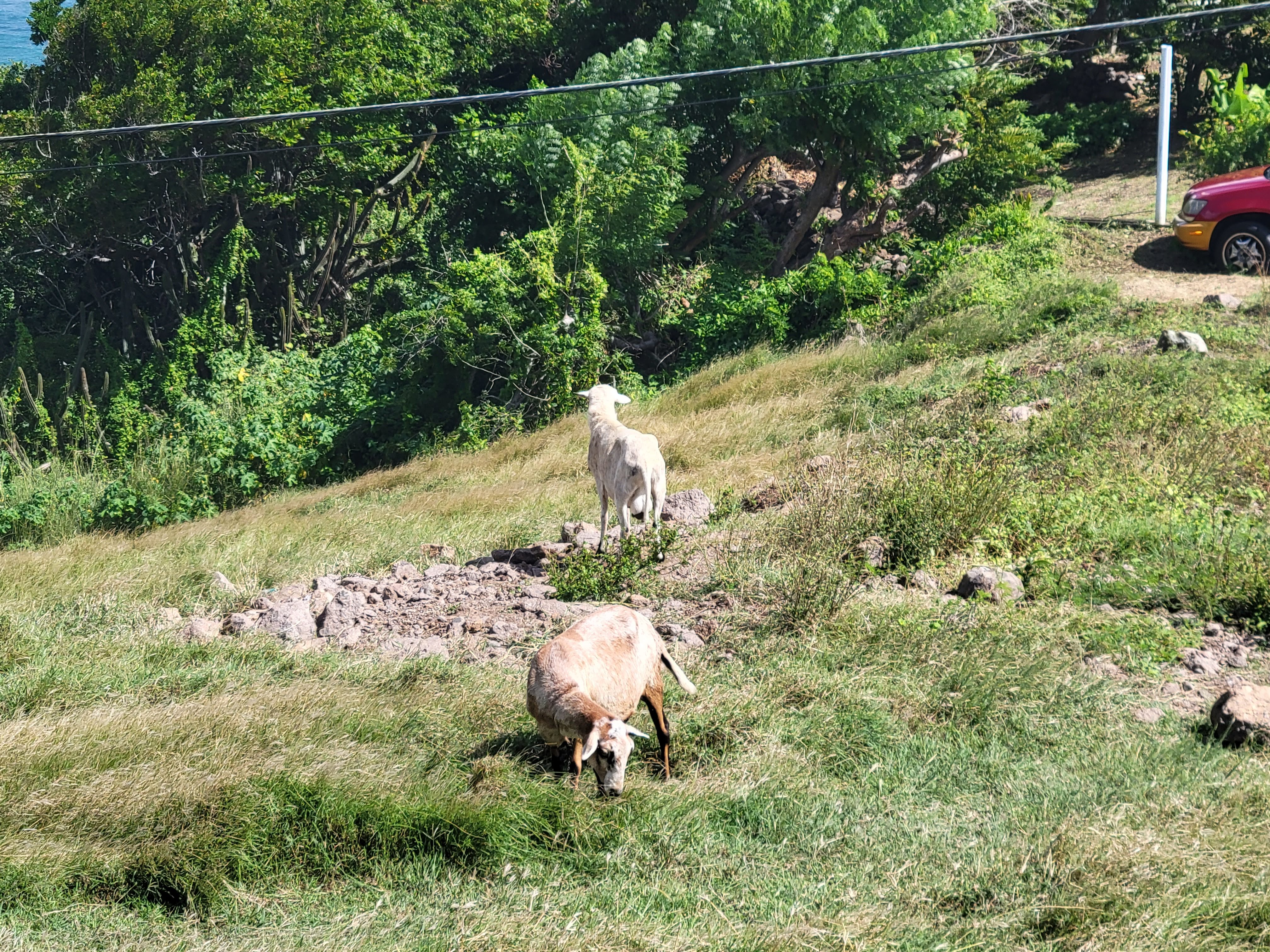 Bequia Sheep