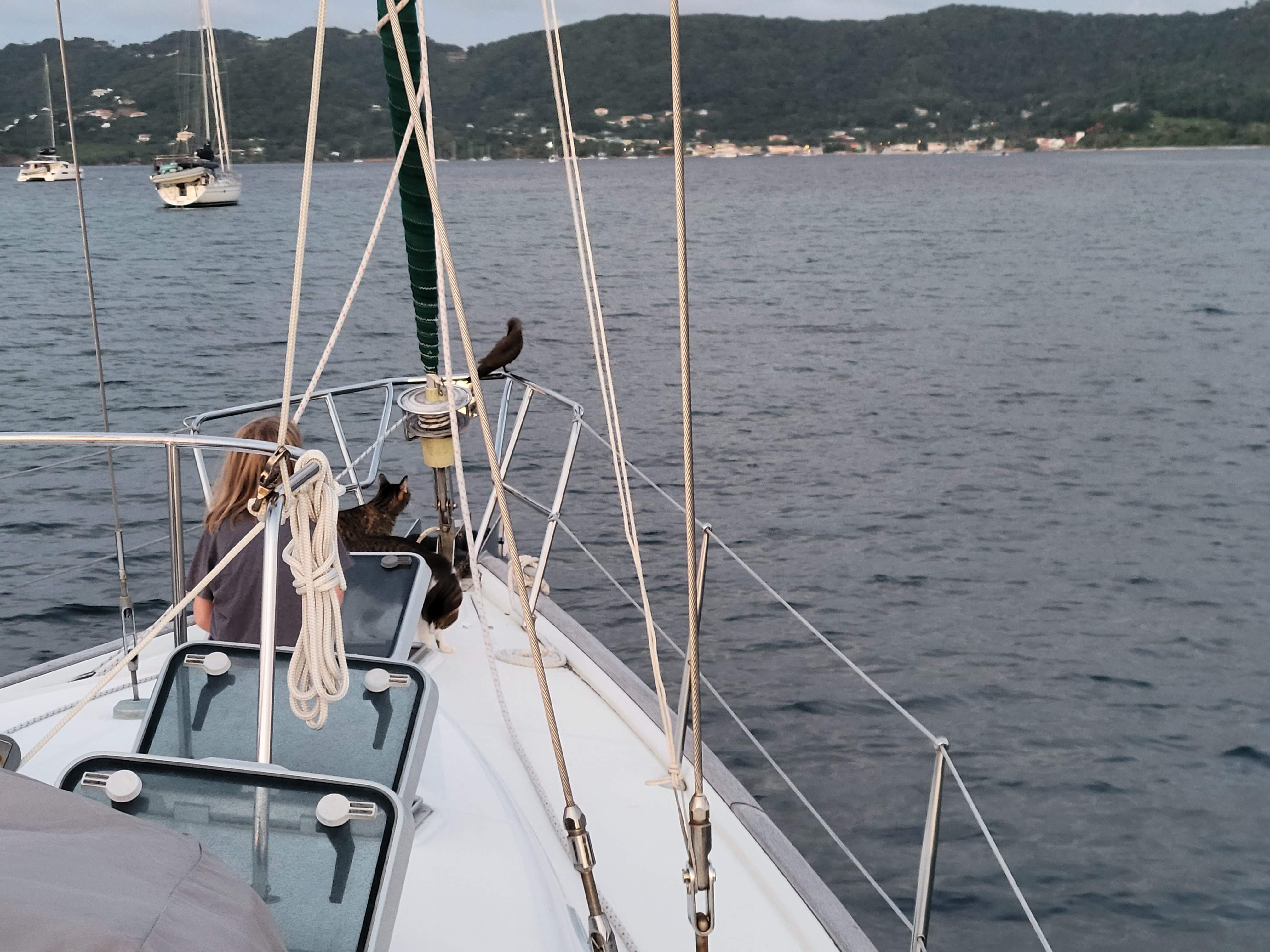 Birds Harassing Tuna At Sandy Island