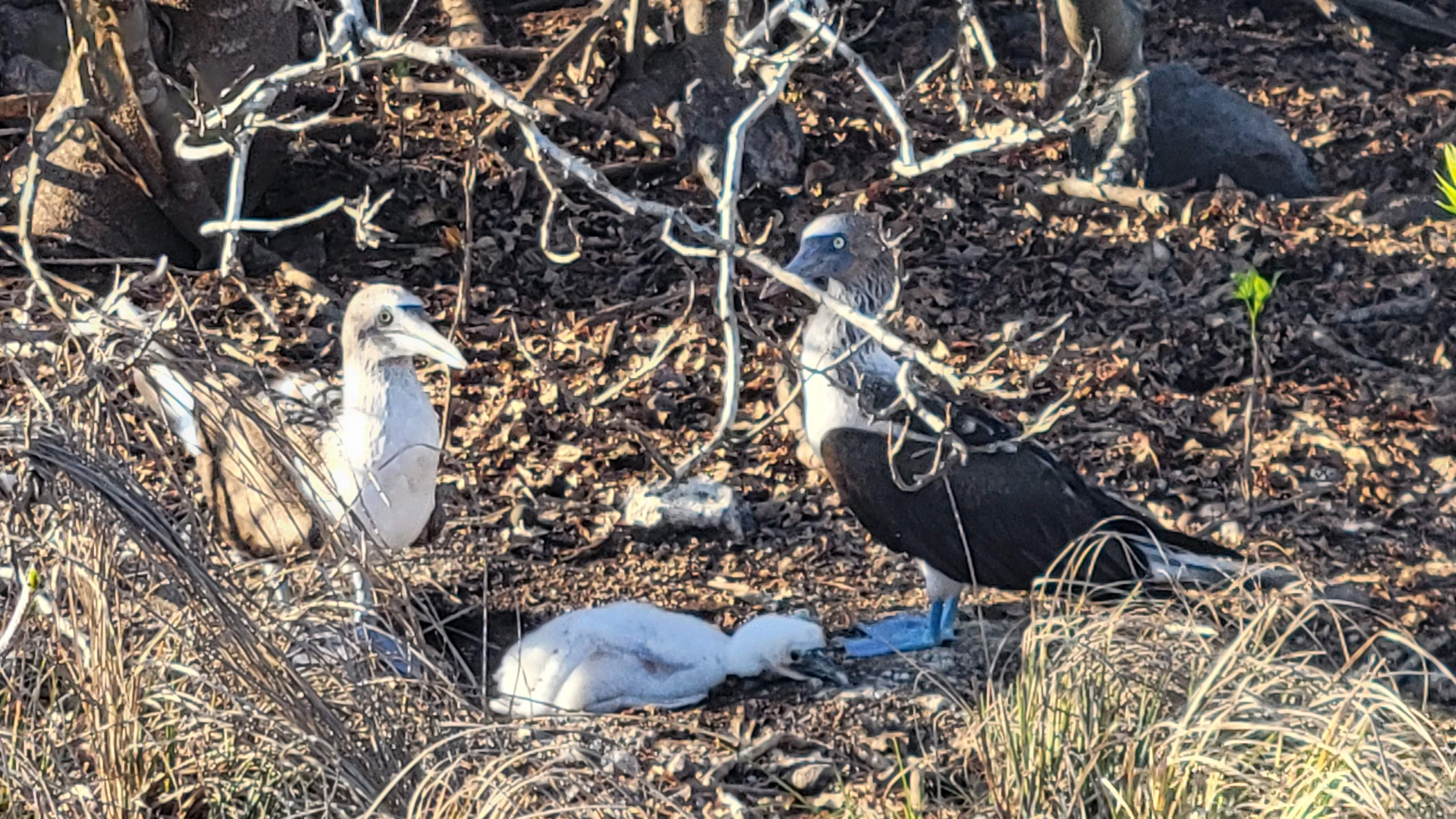 Blue Footed Boobie Family