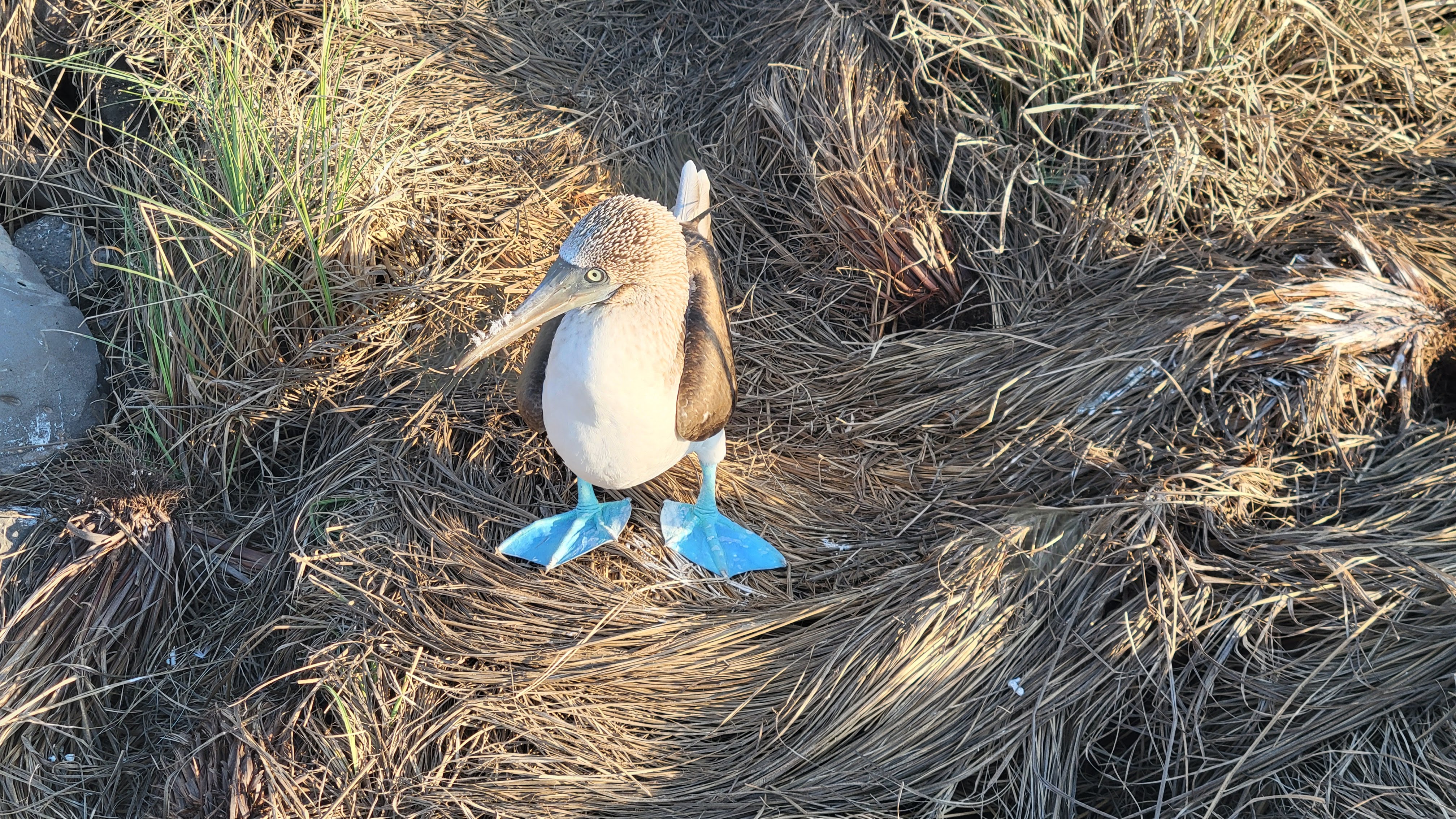 Blue Footed Boobie