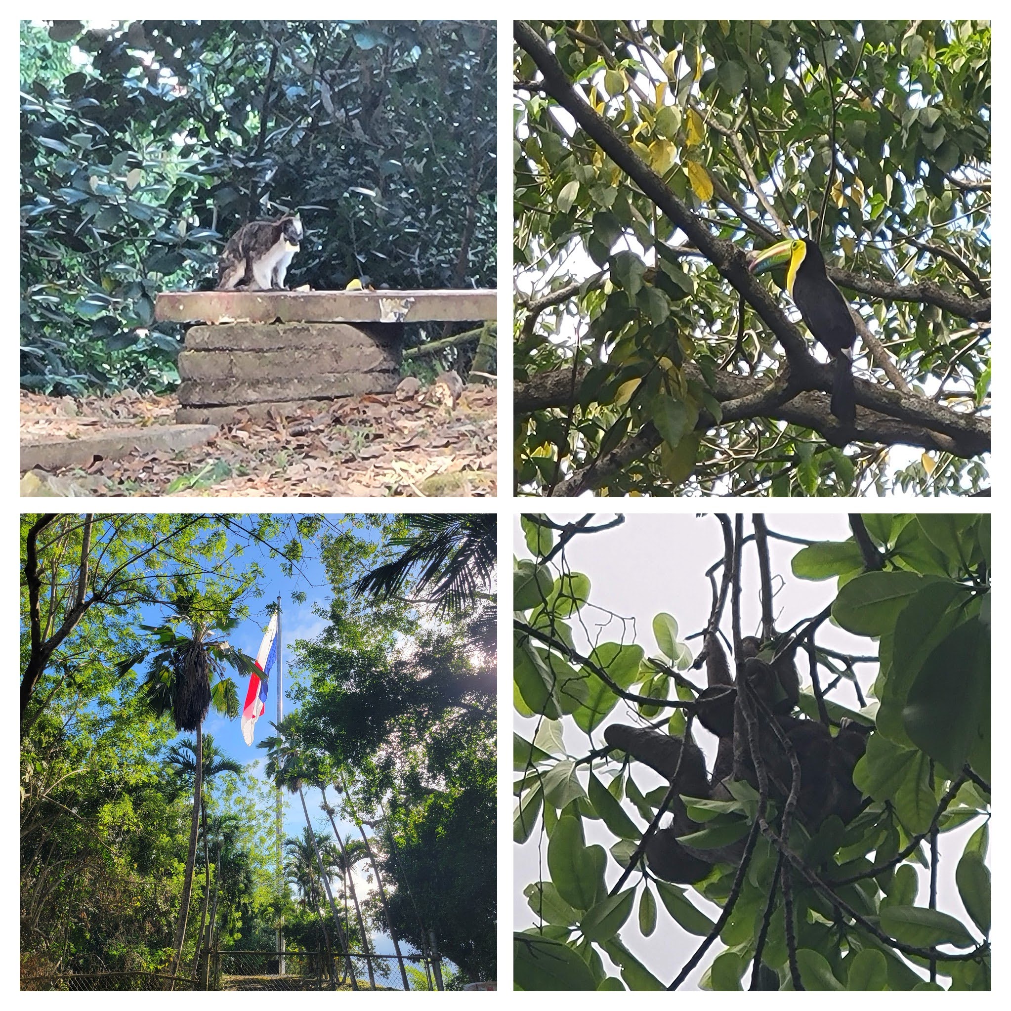 Cerro Ancon Animals And Flag