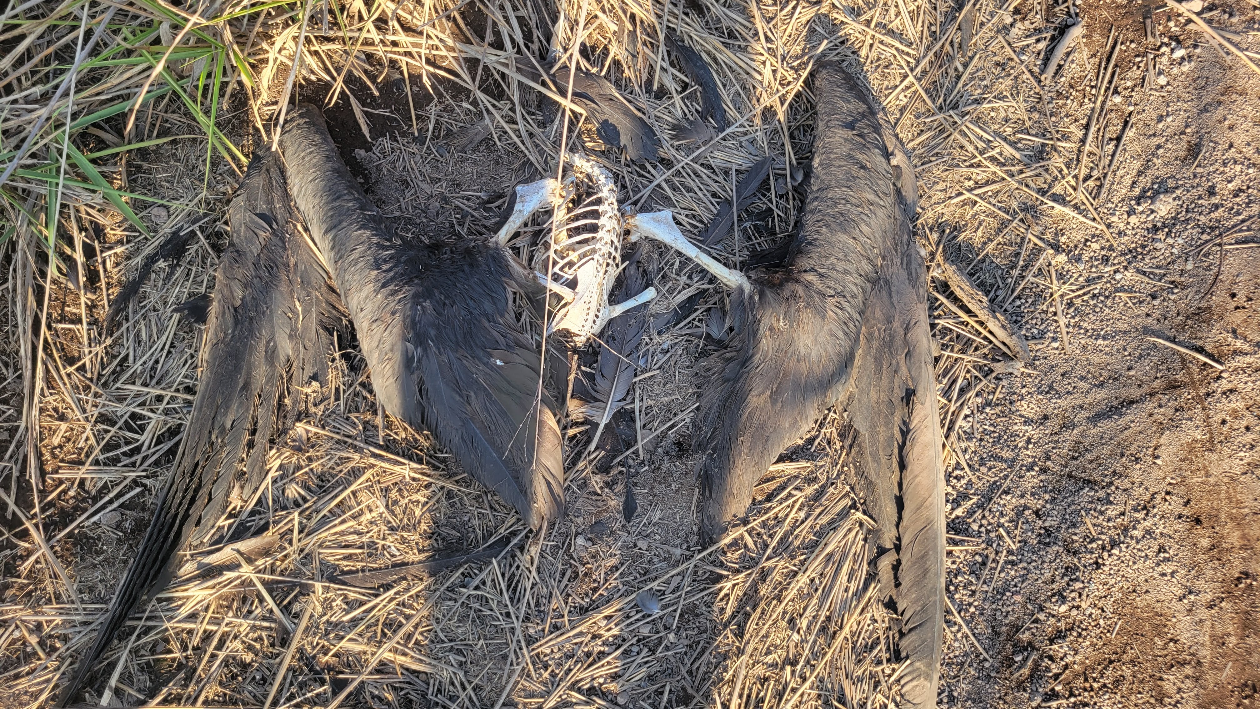 Dead Frigate Bird