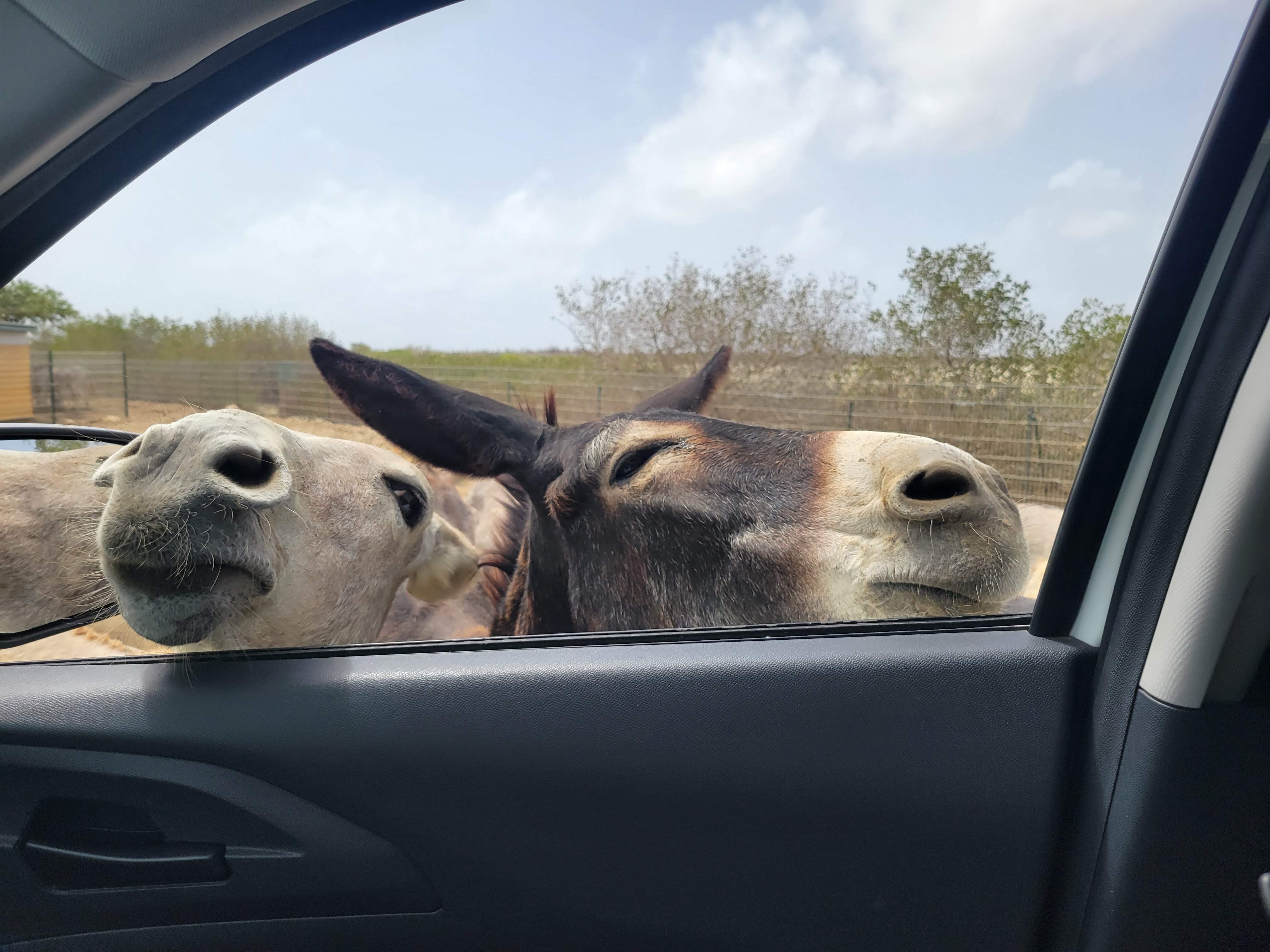 Donkey Noses In The Truck