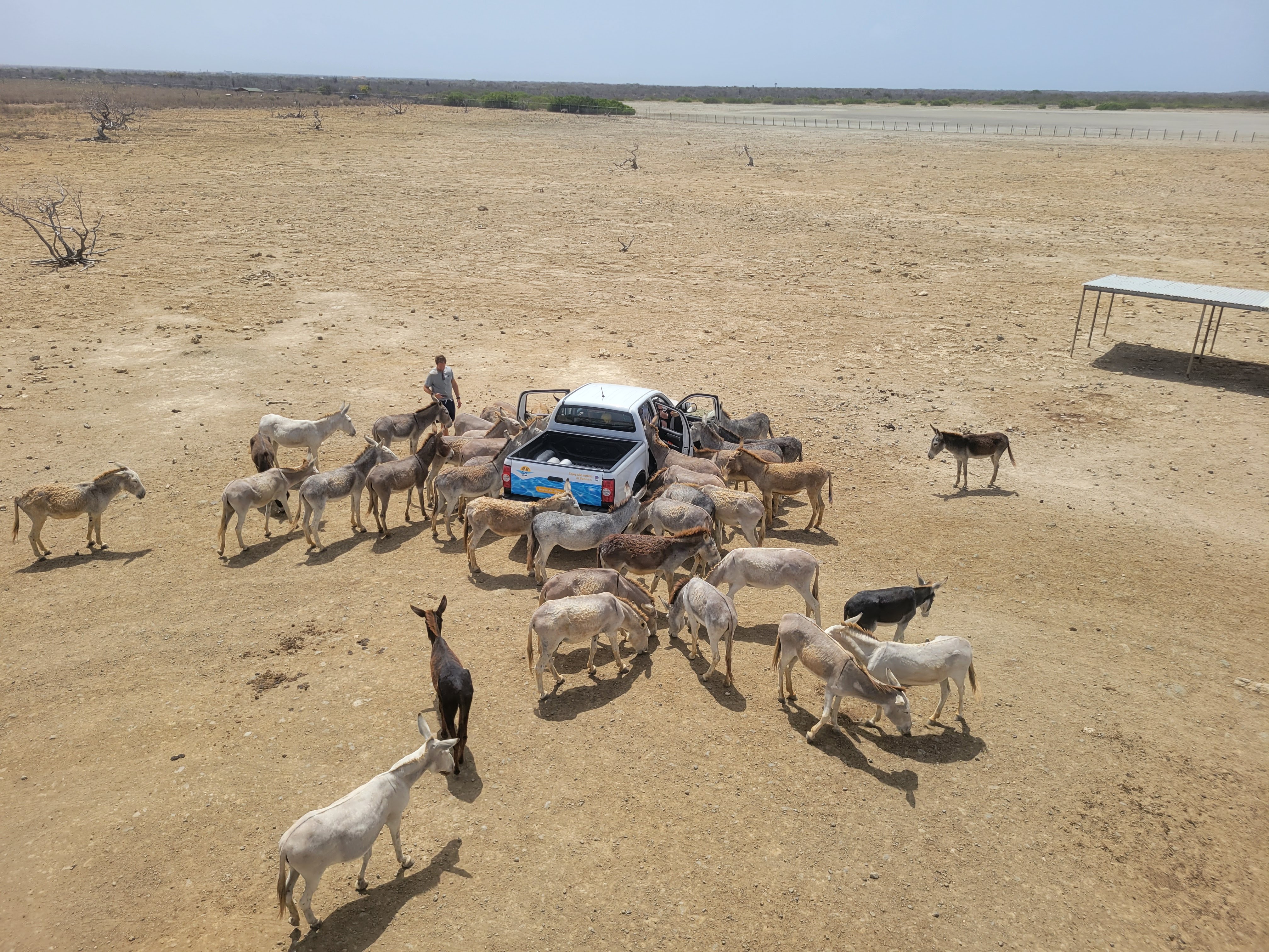 Donkeys Surrounding Truck Bonaire