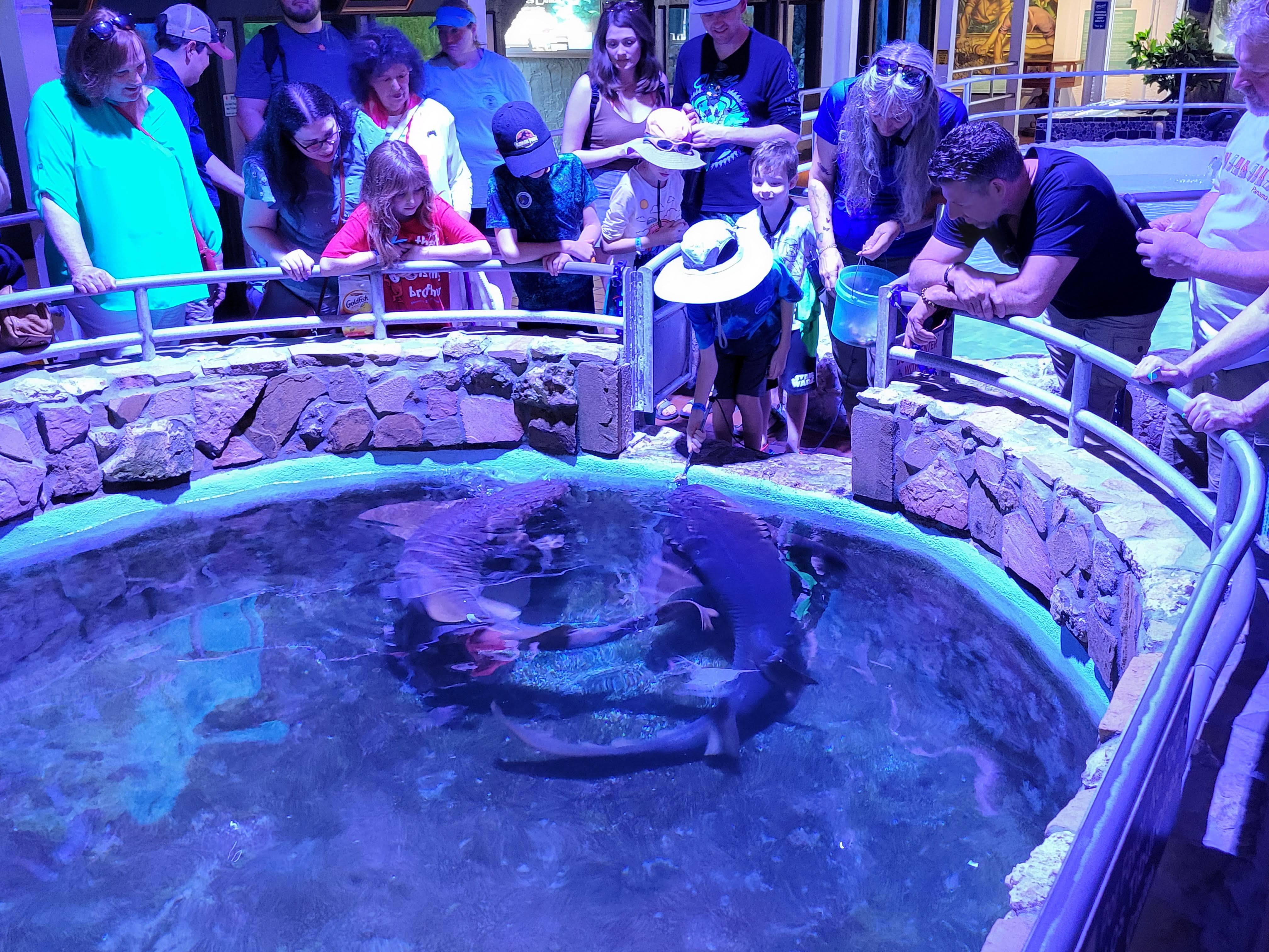 Dublin Feeding Nurse Shark