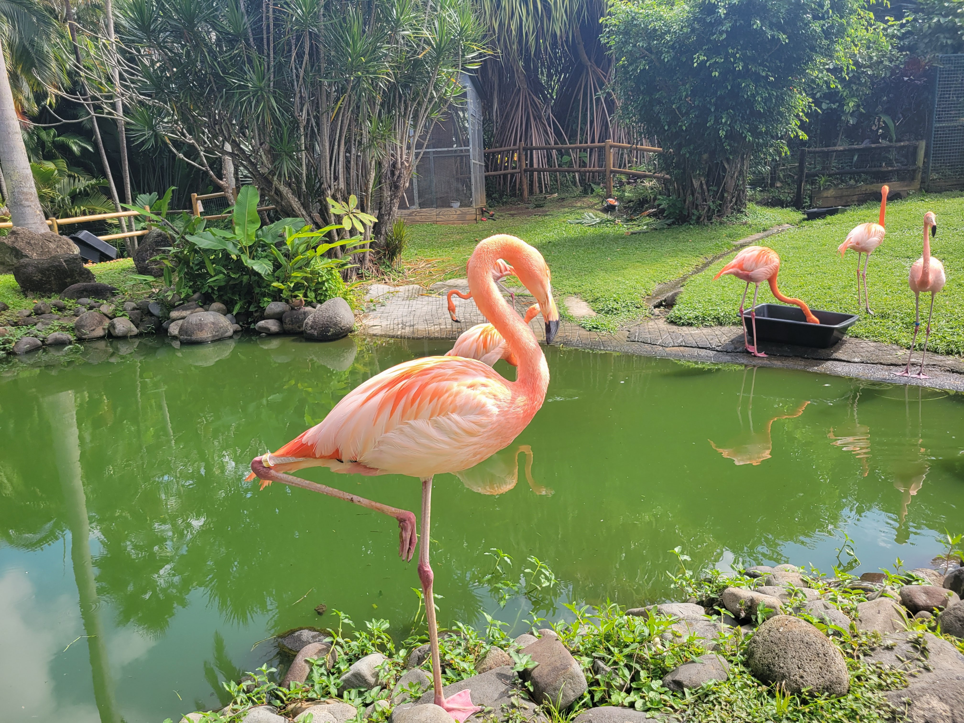 Flamingos In Deshaies