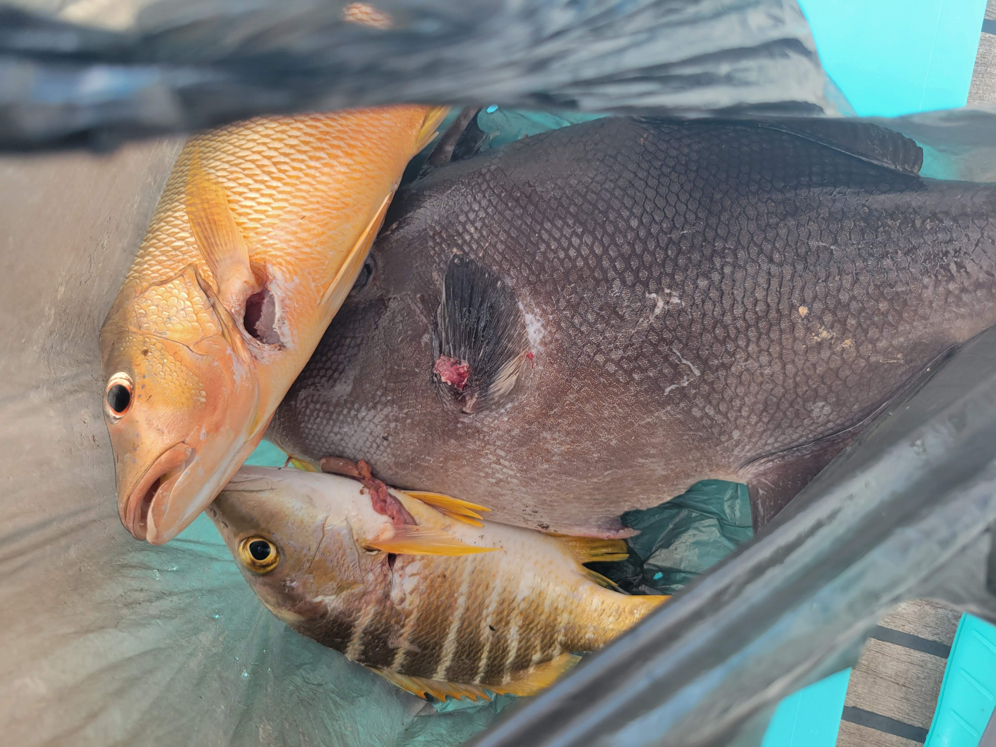 Fresh Fish In Coco Banderos