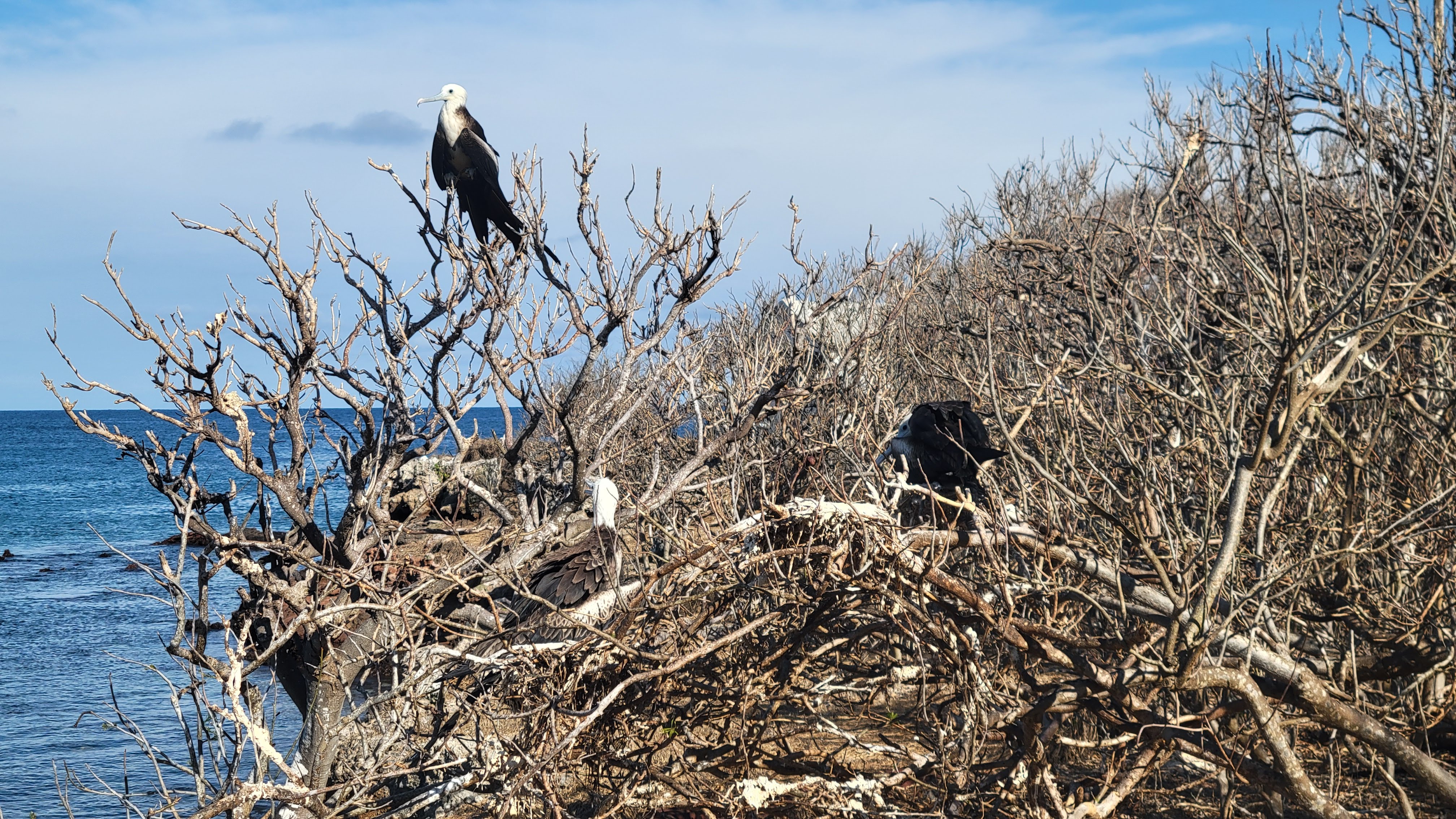Frigate Birds On Isla Isabel