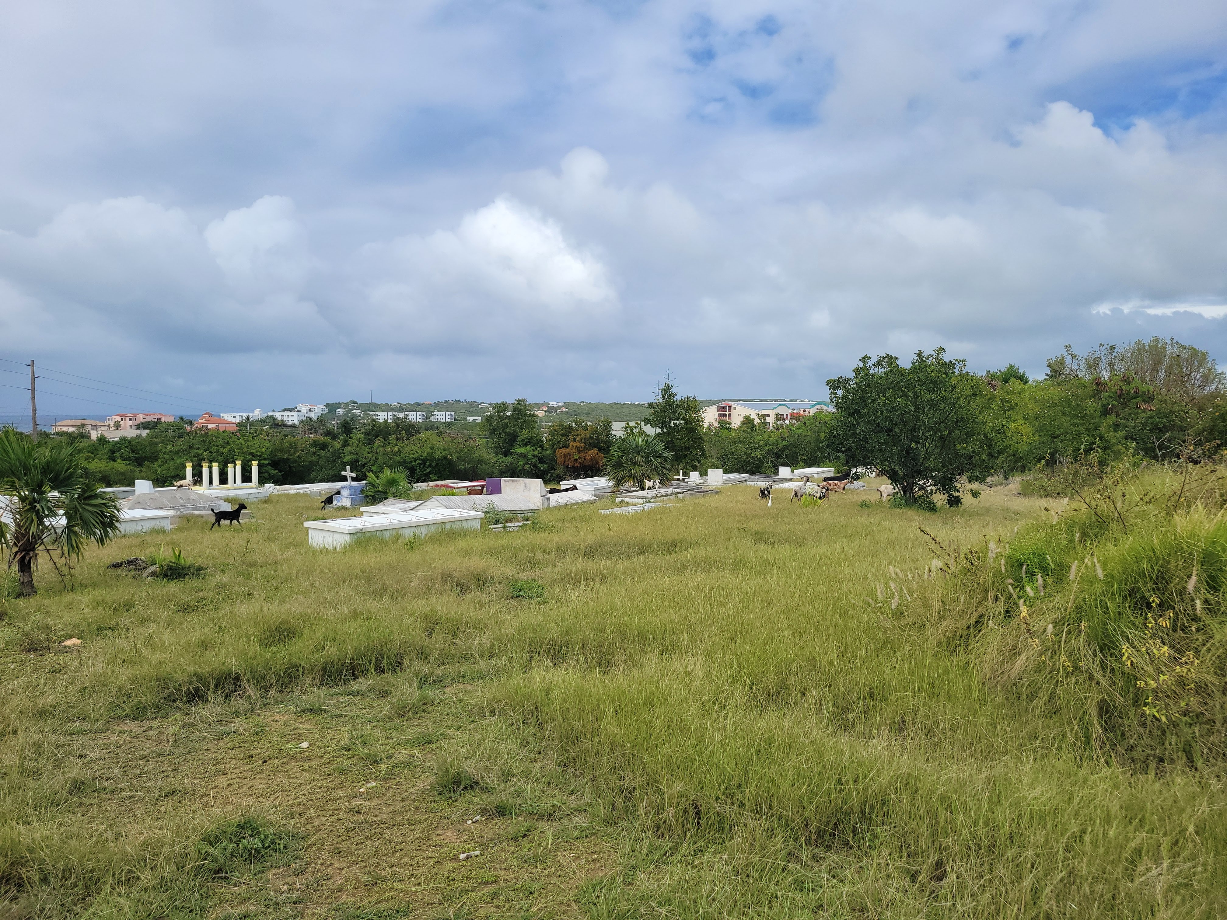 Goats In Anguilla Cemetery
