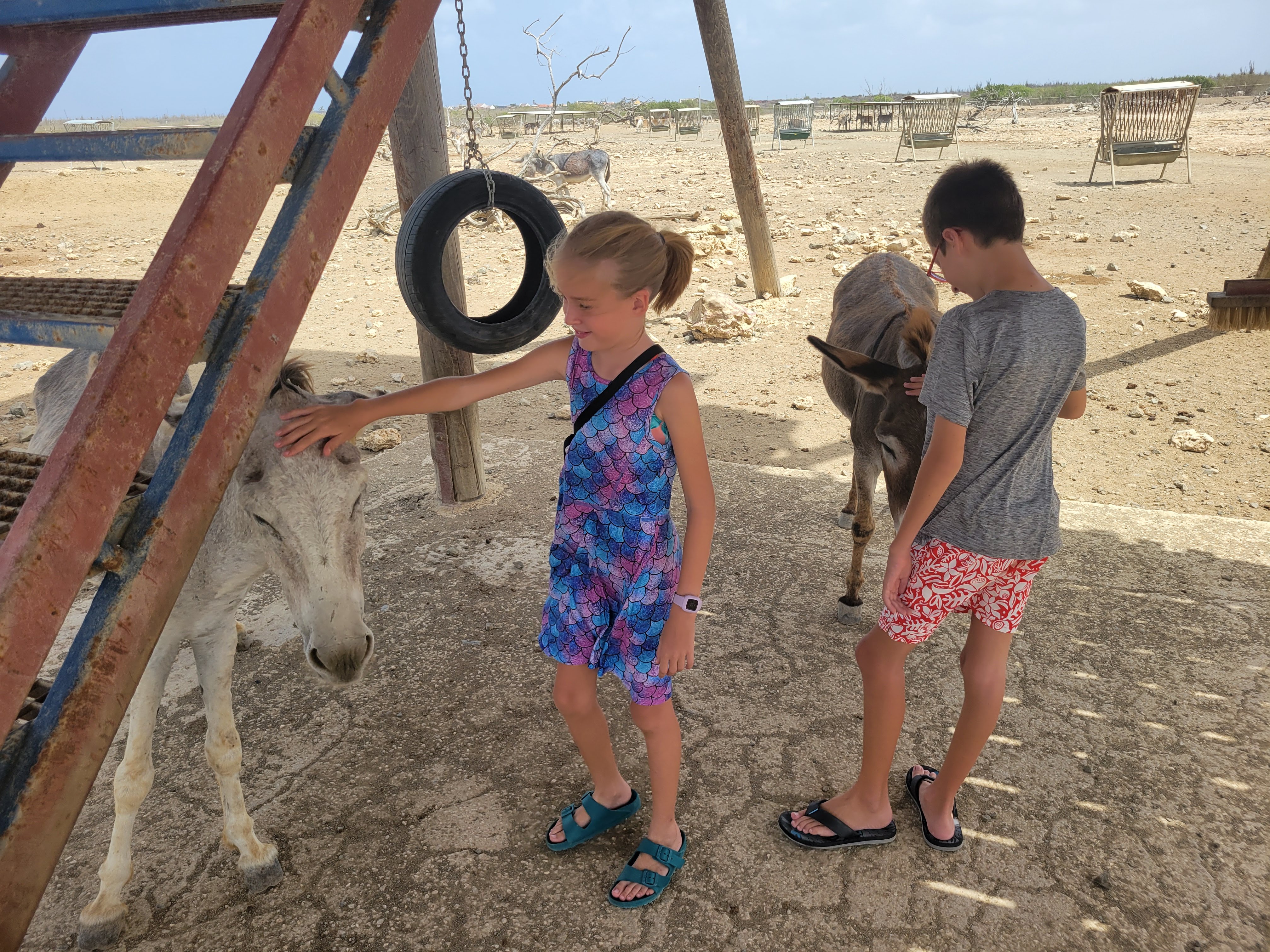 Kids Petting Donkeys In Bonaire