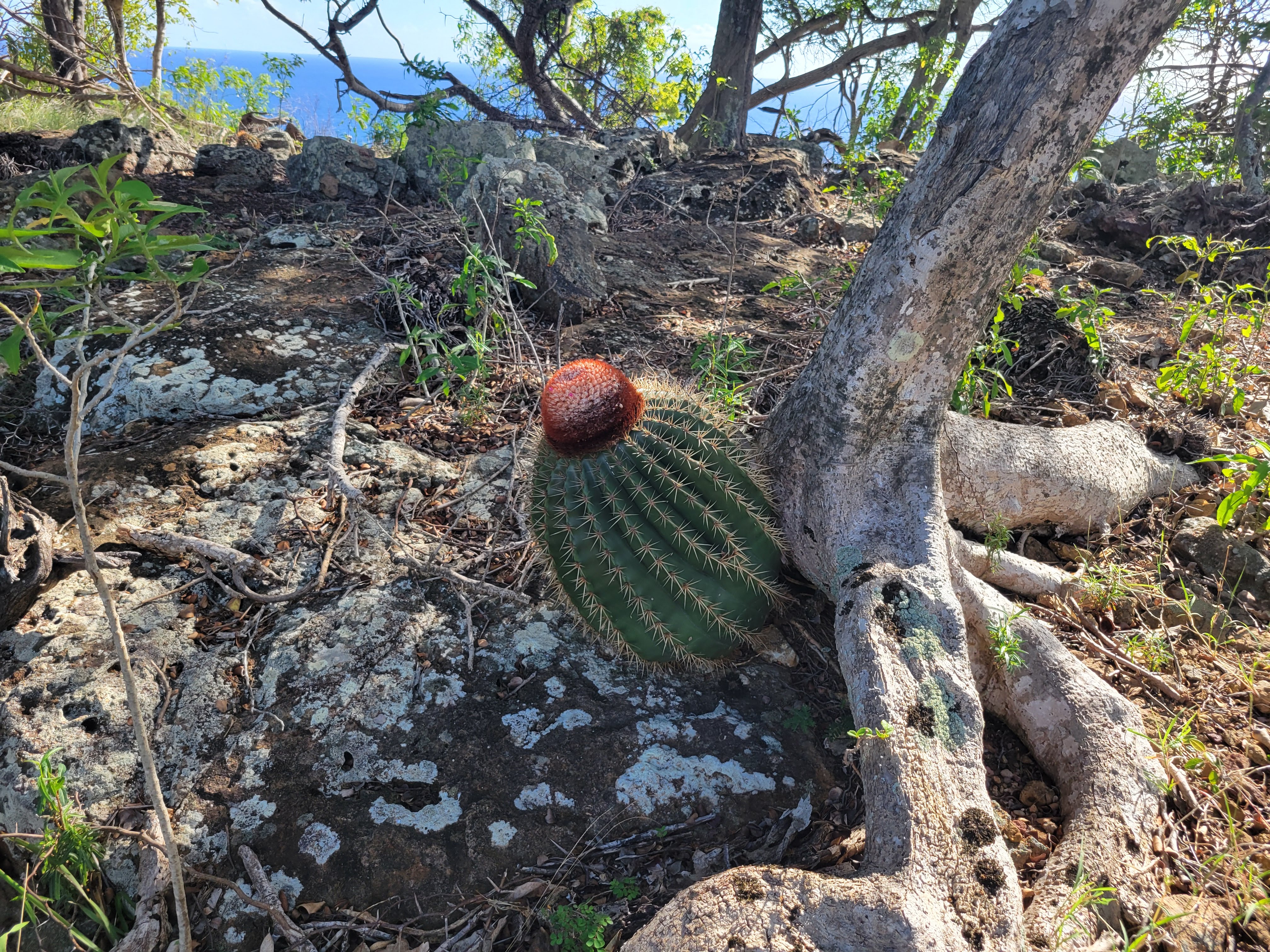 Nice Hat Cactus