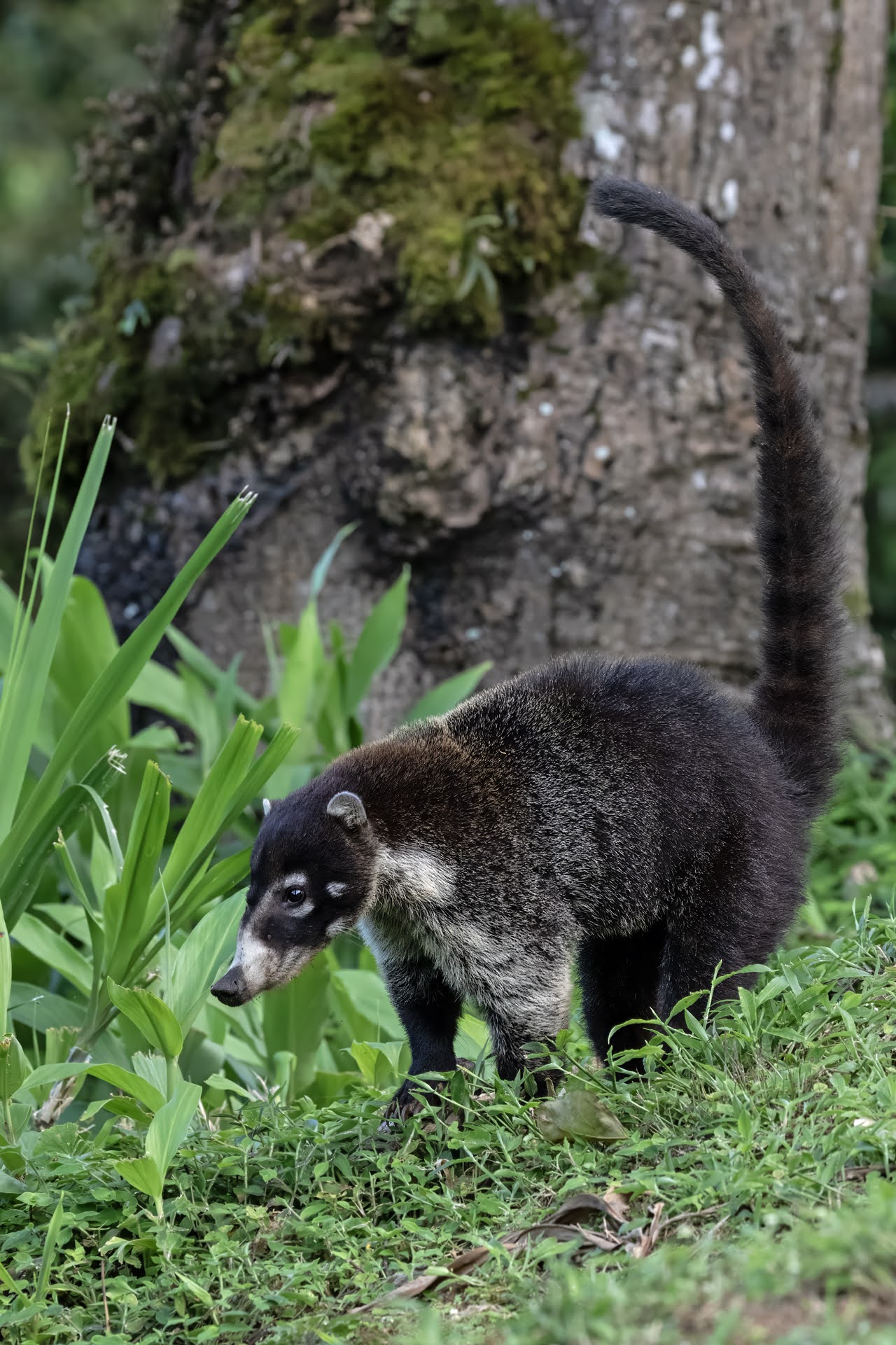 Nose Bear