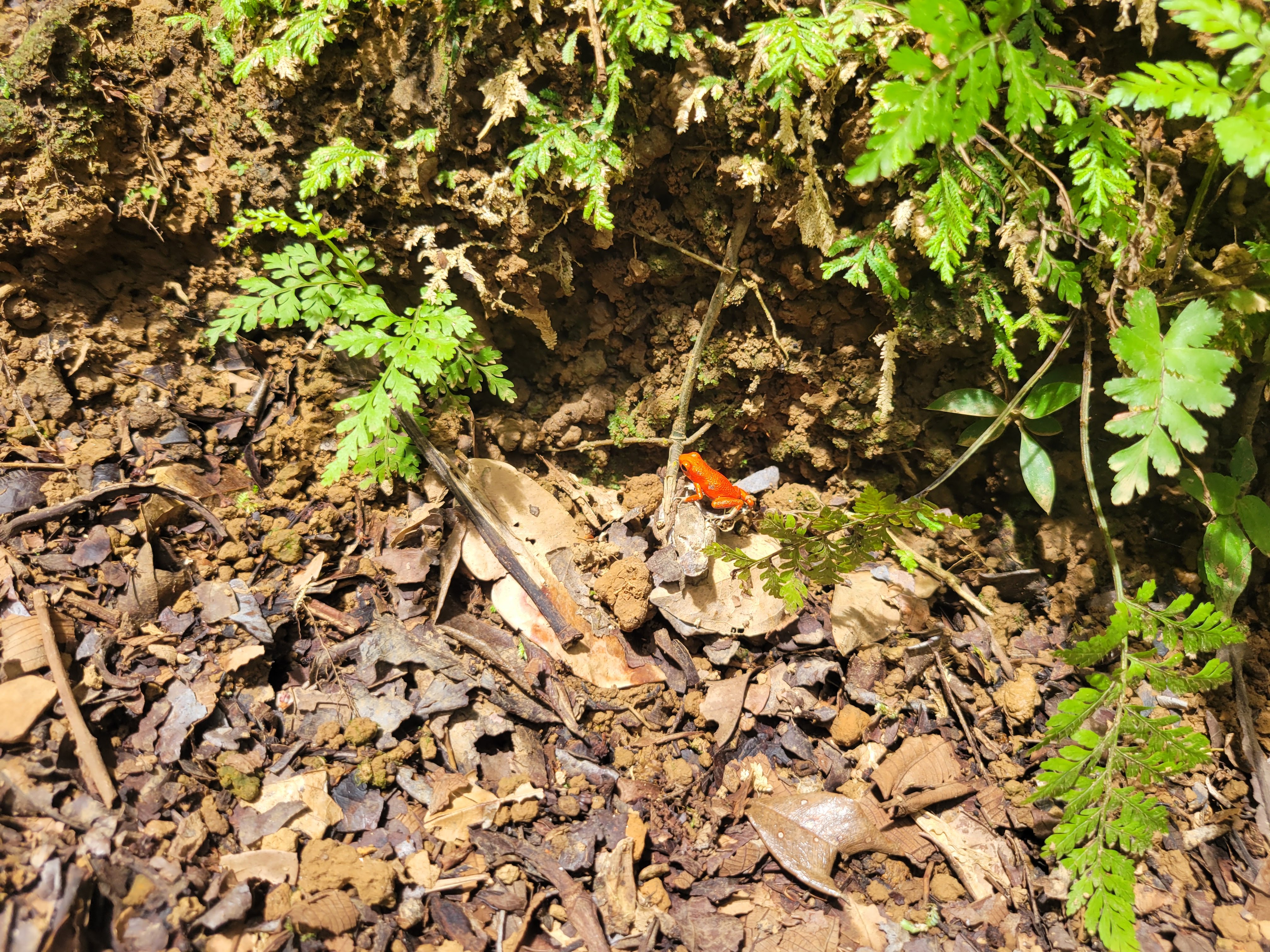 Red Poison Dart Frog