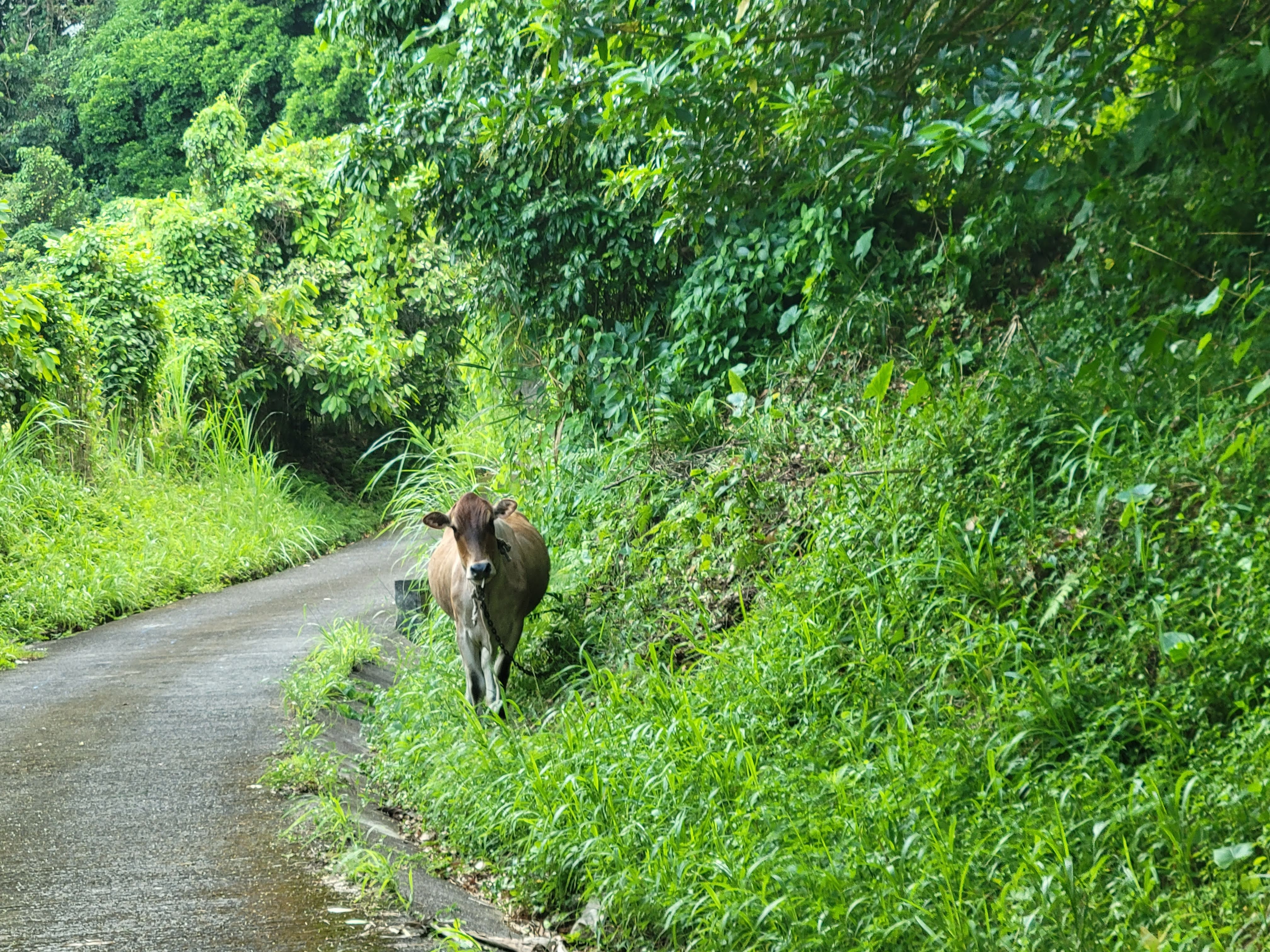 Road Cow Dirt Mountain Road Grenada