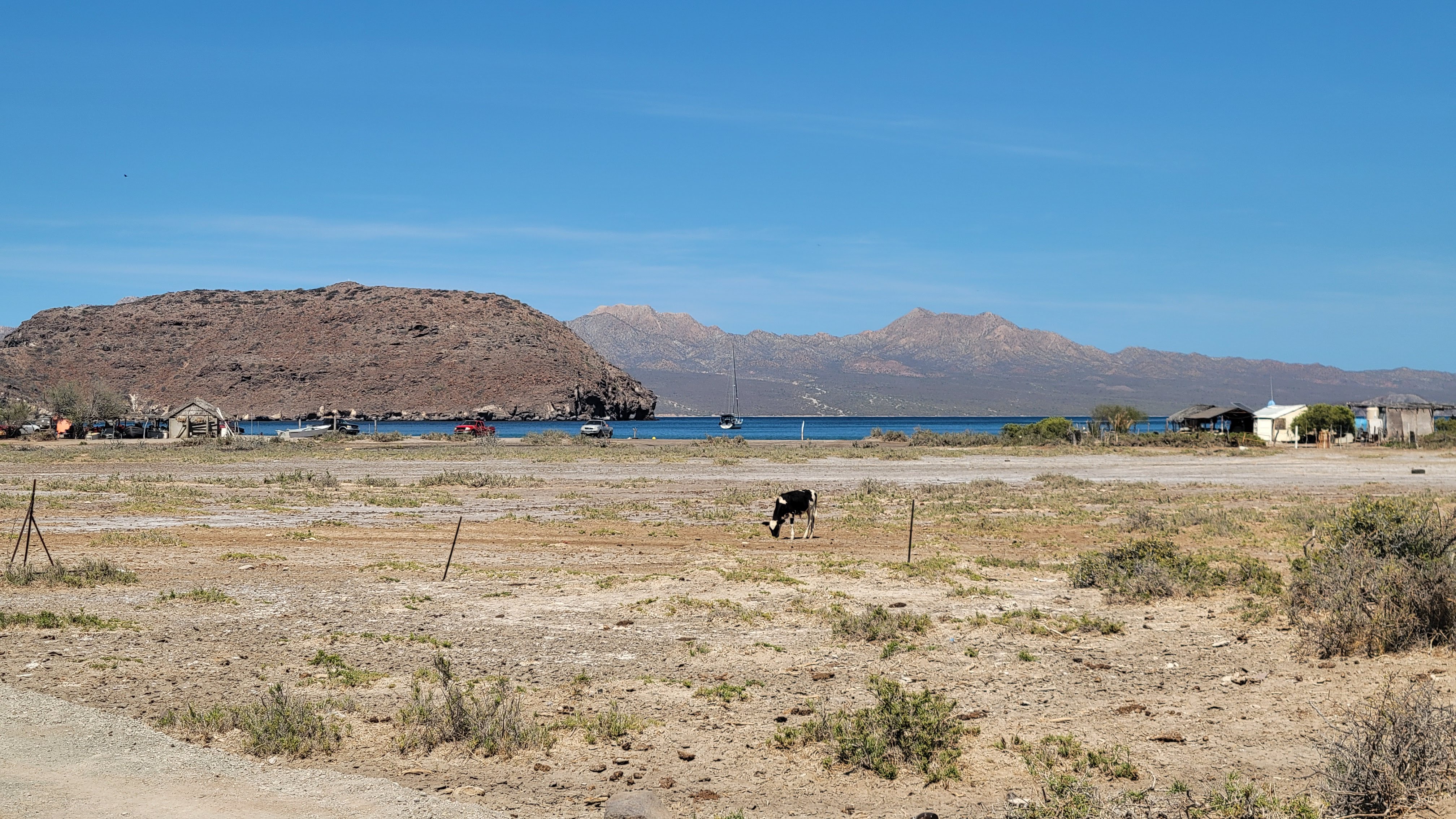 Sea Horse In San Evaristo