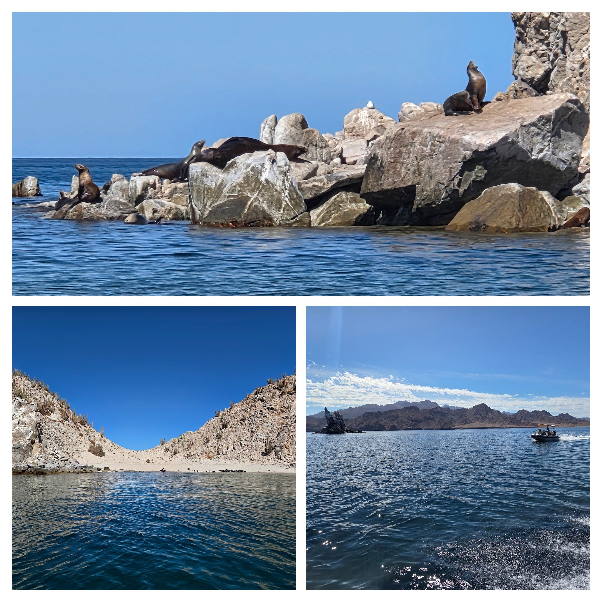 Sea Lion Rookery Dinghy Trip