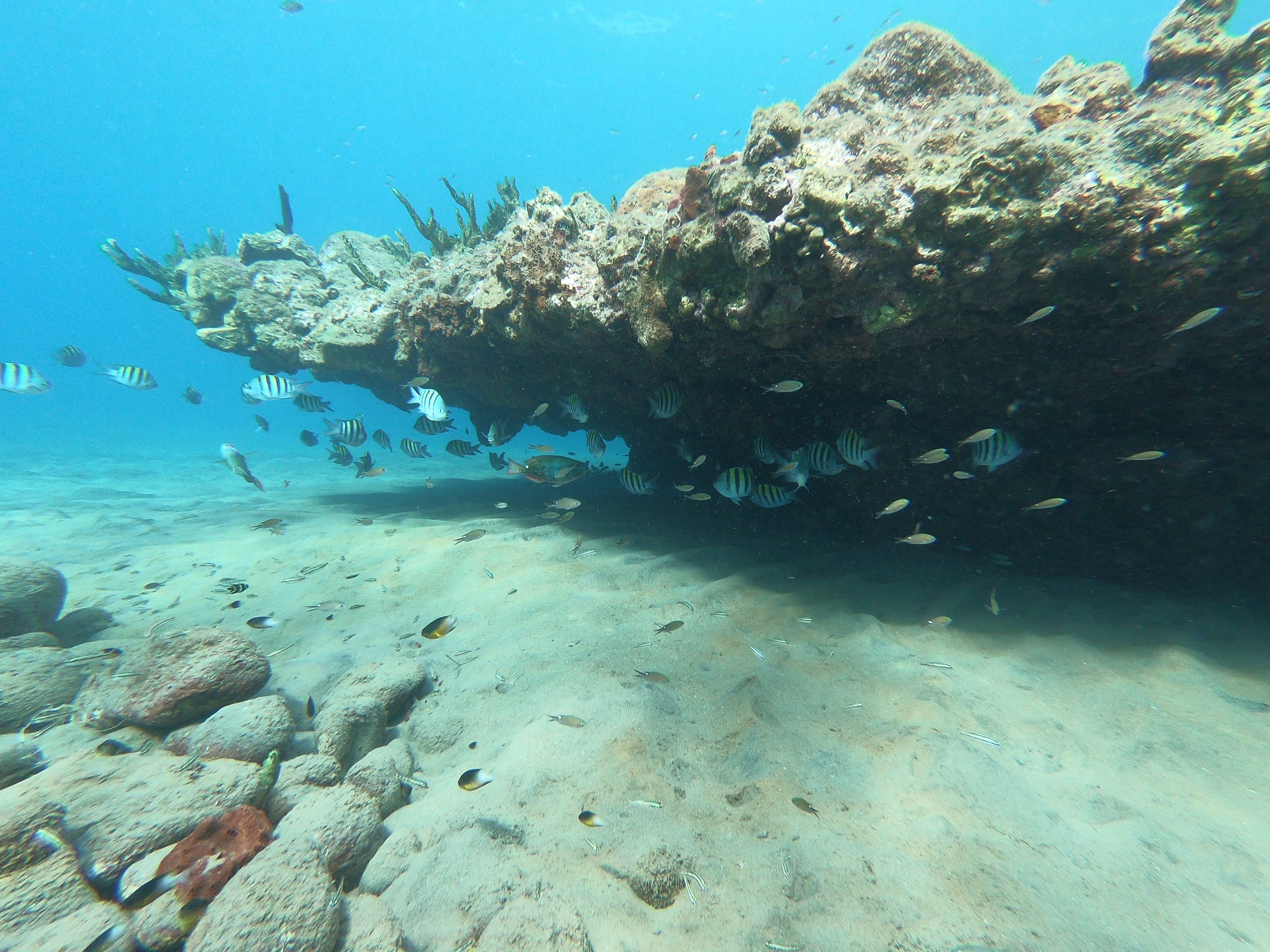 Under Rock At Champagne Reef